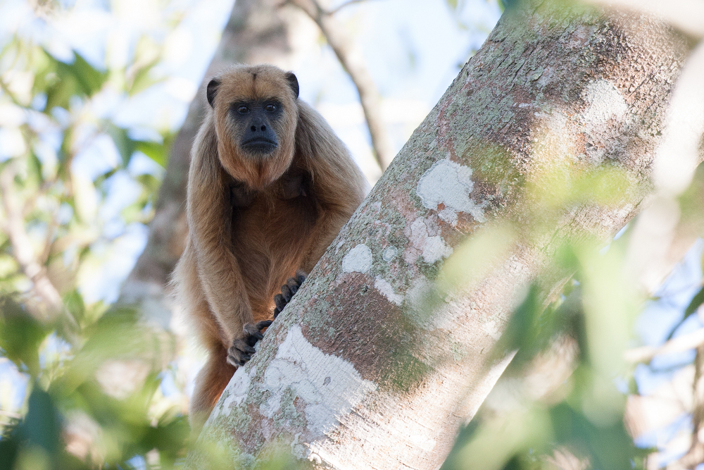 Imagen de Rurrenabaque