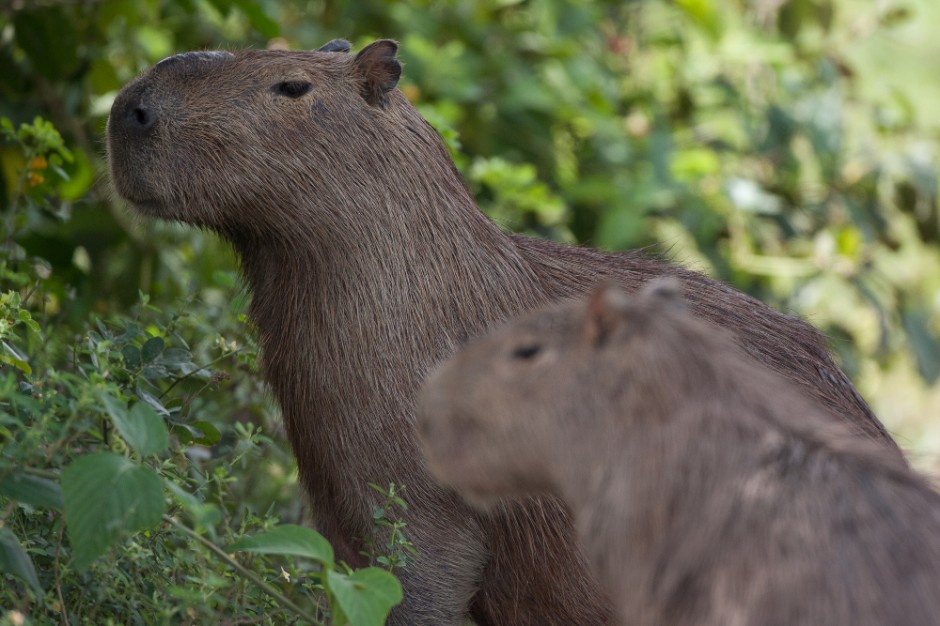 Imagen de Rurrenabaque